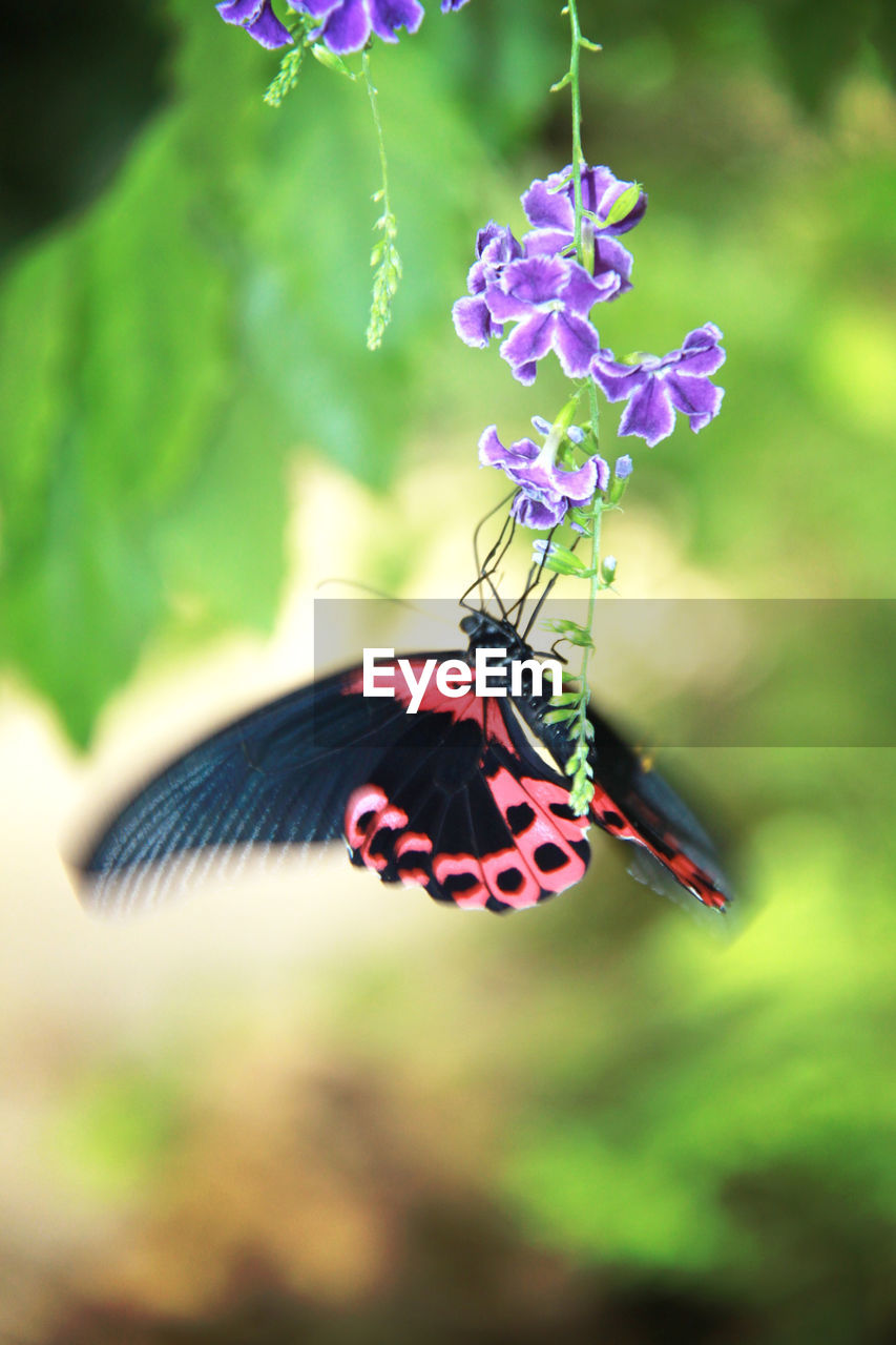 CLOSE-UP OF BUTTERFLY POLLINATING FLOWER