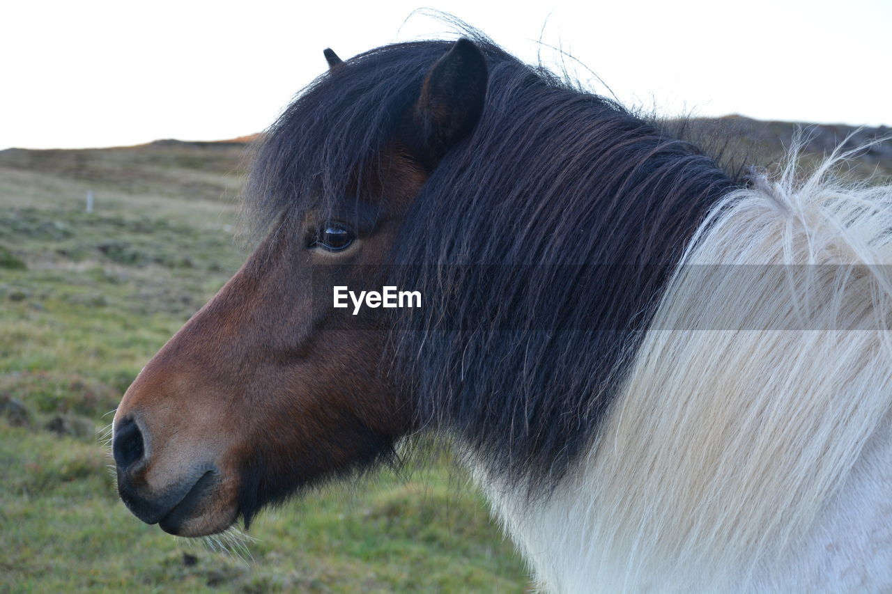 CLOSE-UP OF HORSE ON LAND