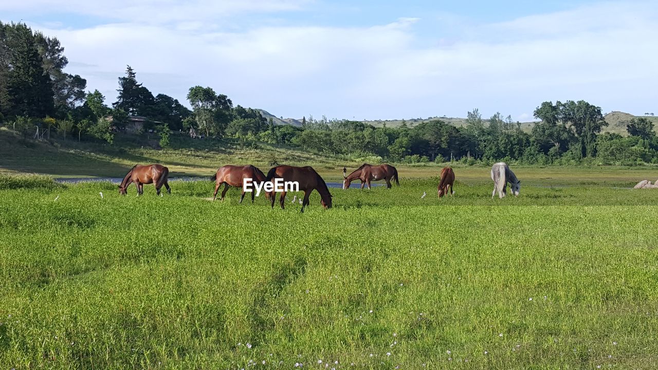 pasture, animal, mammal, animal themes, grassland, domestic animals, plant, livestock, meadow, group of animals, field, grass, agriculture, grazing, landscape, land, animal wildlife, horse, pet, prairie, nature, natural environment, sky, rural area, environment, green, cloud, rural scene, plain, tree, steppe, farm, ranch, beauty in nature, cattle, outdoors, day, wildlife, growth, herd, occupation, cow, no people, medium group of animals, scenics - nature