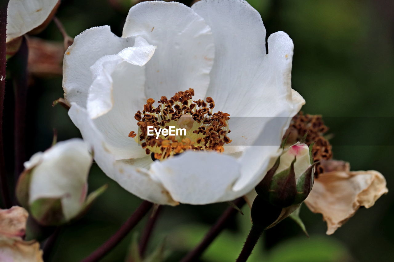 Close-up of white rose flower