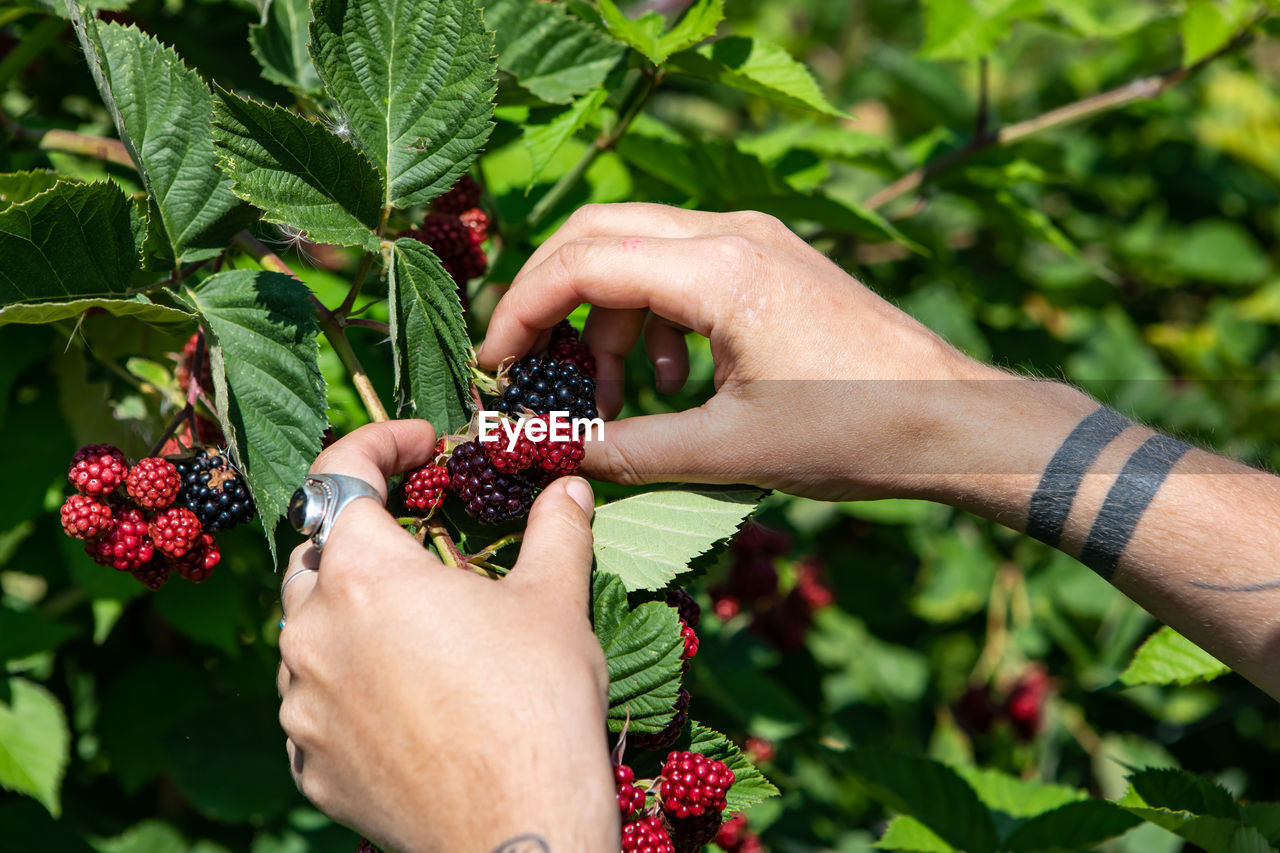 Cropped hands of man holding raspberries on plants