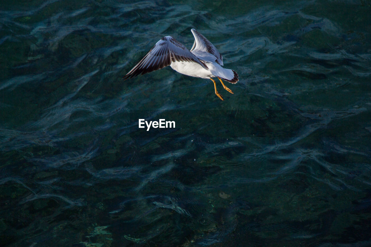 HIGH ANGLE VIEW OF SEAGULLS FLYING OVER SEA