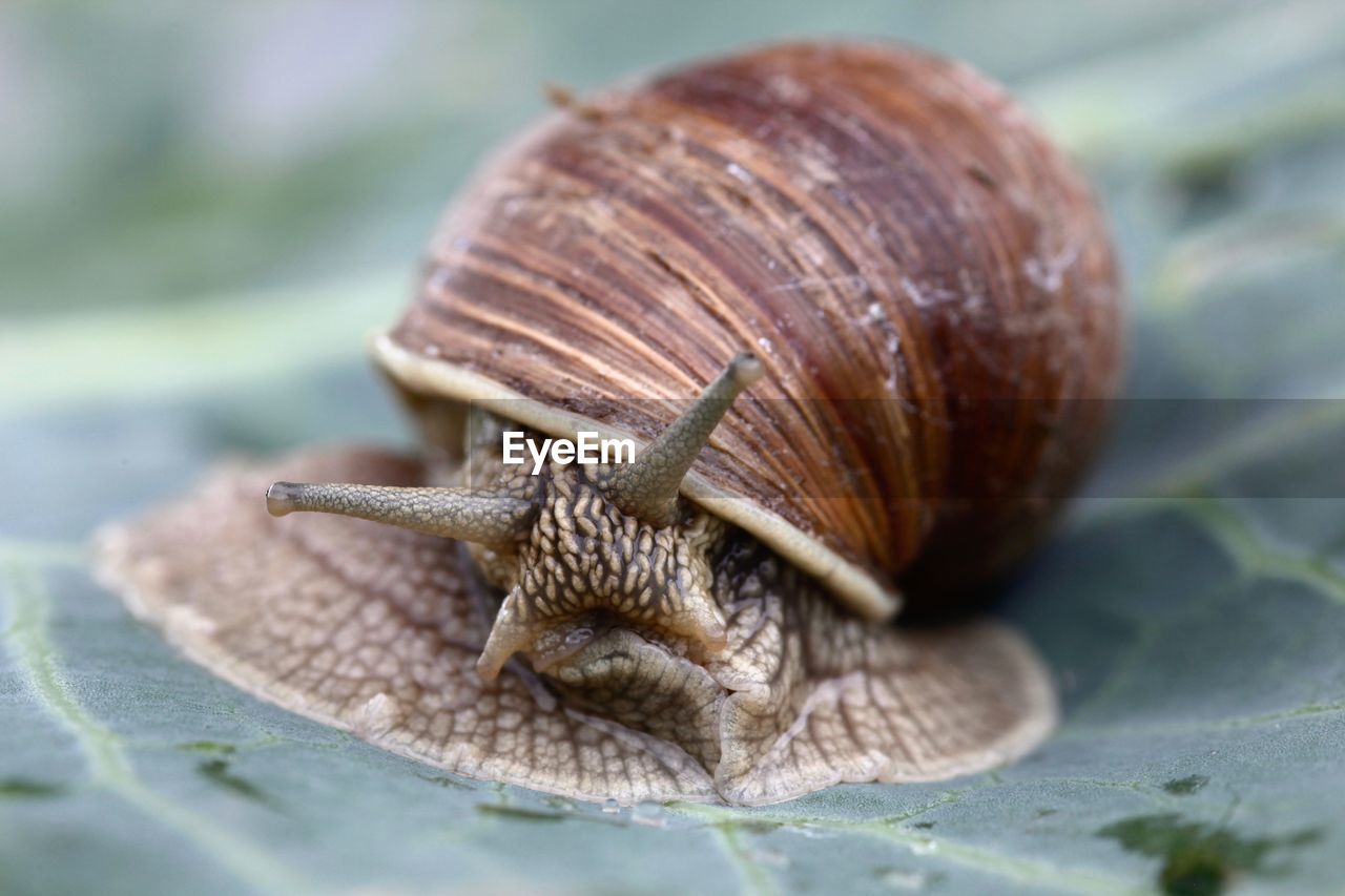 Close-up of snail on leaf