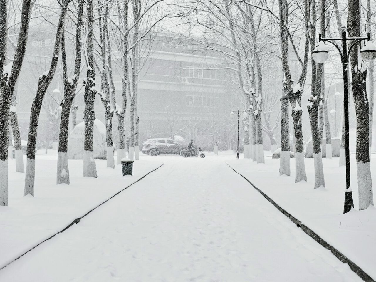 SNOW COVERED TREES IN WINTER SEASON