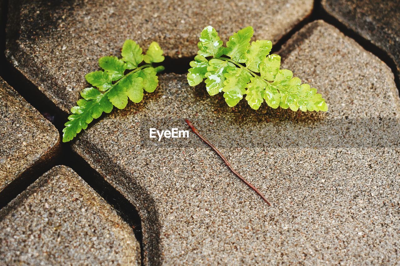 HIGH ANGLE VIEW OF PLANT LEAVES