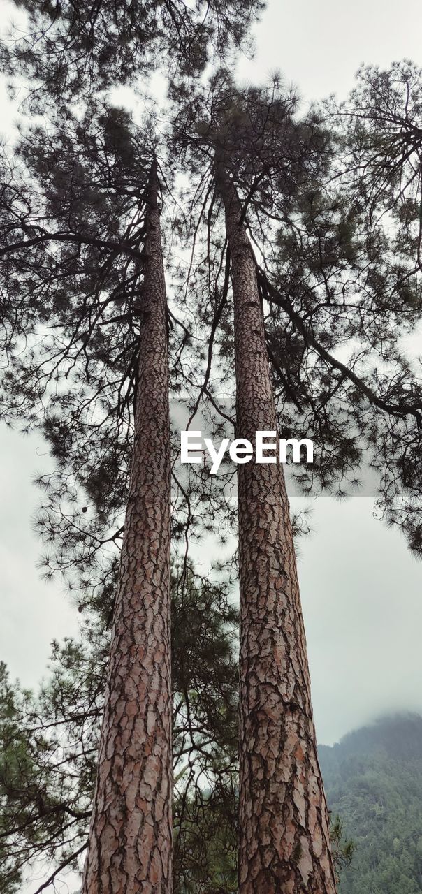 LOW ANGLE VIEW OF TREES IN FOREST AGAINST SKY