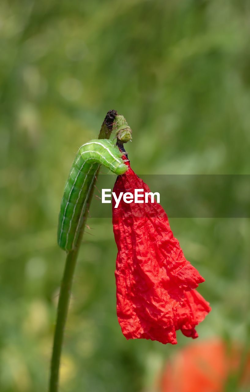 CLOSE-UP OF HOUSEFLY ON RED FLOWER