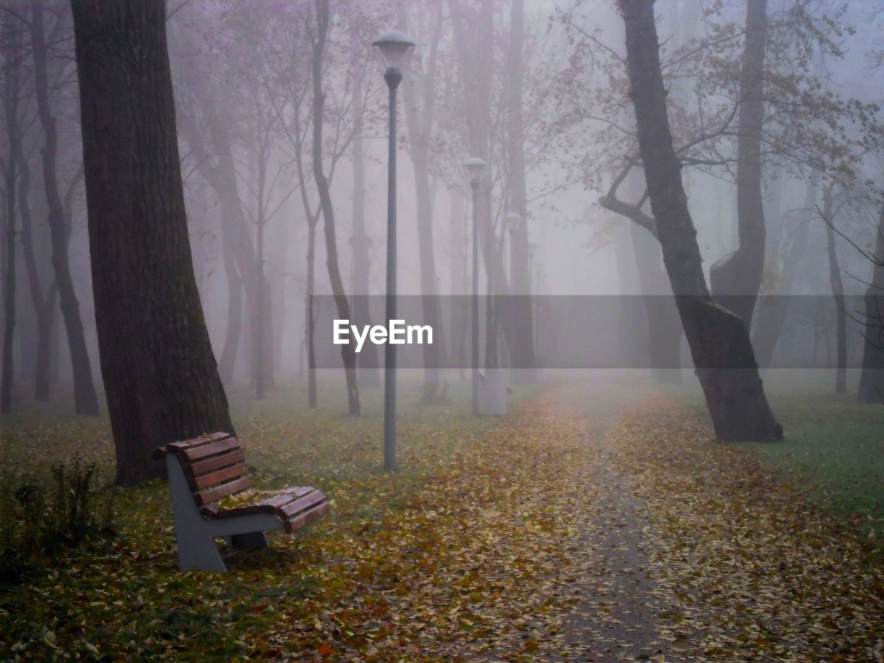 Bench in park during autumn