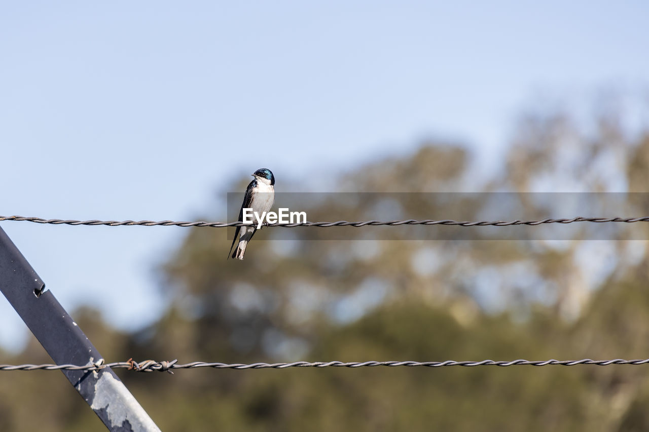 wire, fence, barbed wire, protection, security, bird, animal, animal themes, branch, animal wildlife, metal, focus on foreground, wildlife, wire fencing, no people, home fencing, nature, day, outdoors, perching, wire mesh, sky, forbidden, one animal, sharp, wing, razor wire