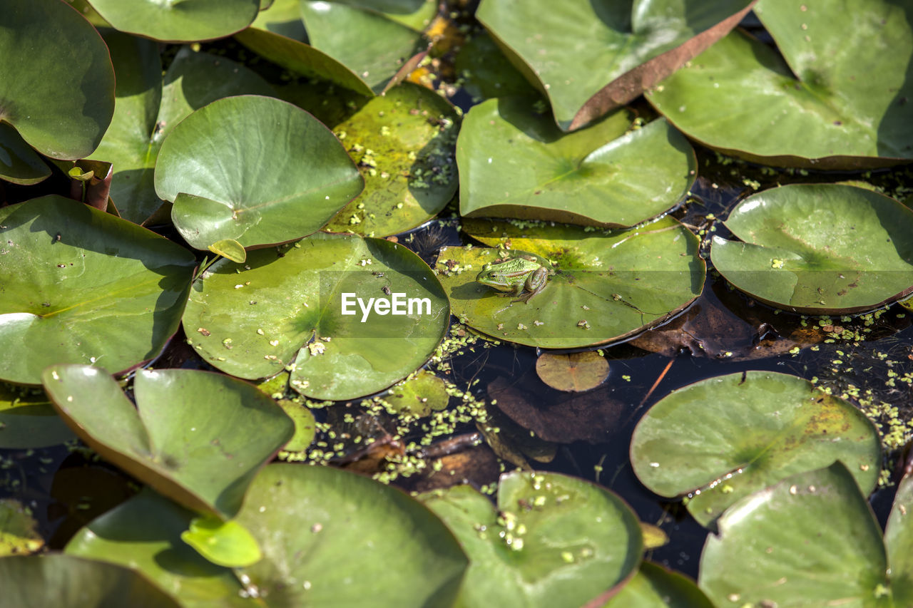 High angle view of frog on lily pad in pond
