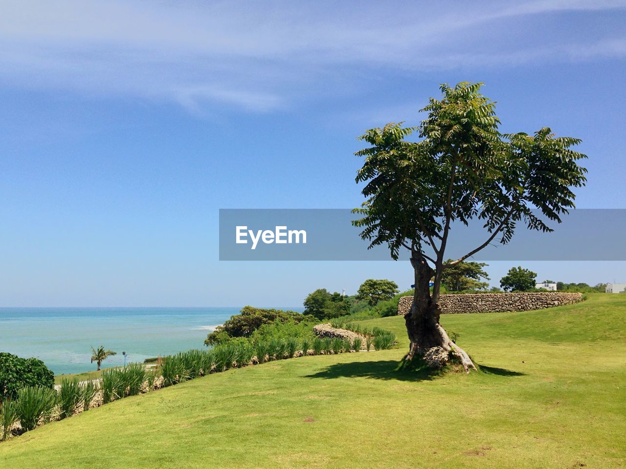 Trees on landscape against calm blue sea