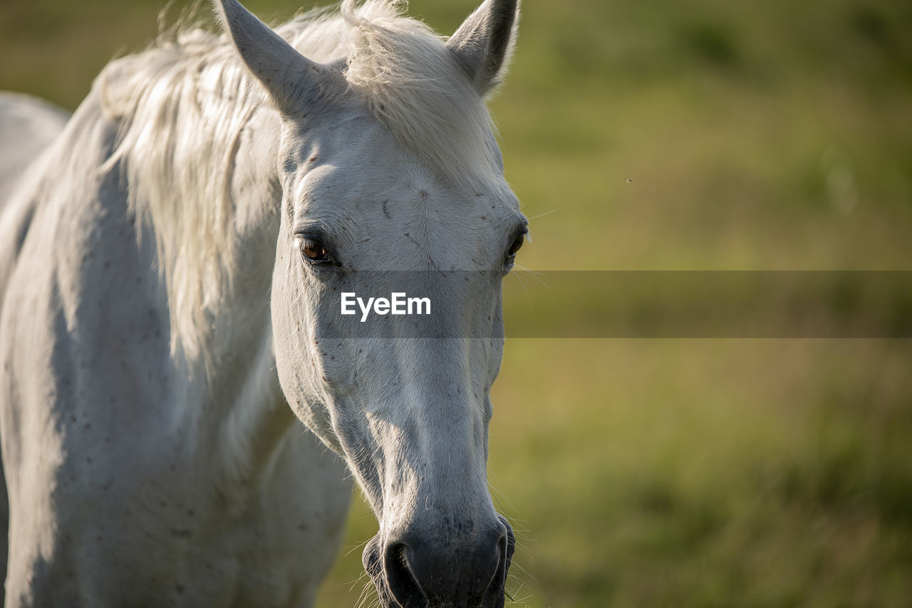 Close-up of horse on field