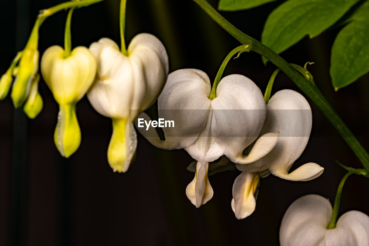 CLOSE-UP OF FLOWERING PLANTS