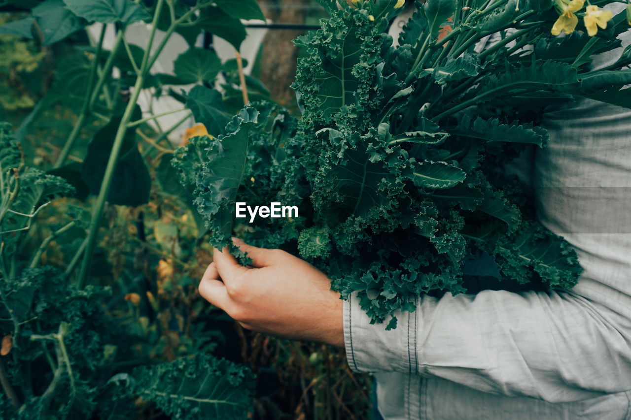 Midsection of person holding kale in garden