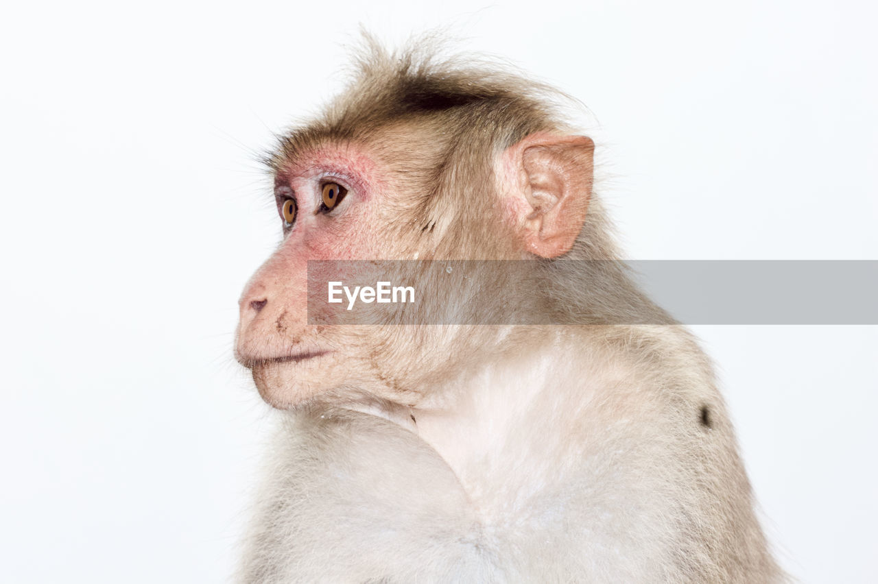 Close-up portrait of a monkey over white background