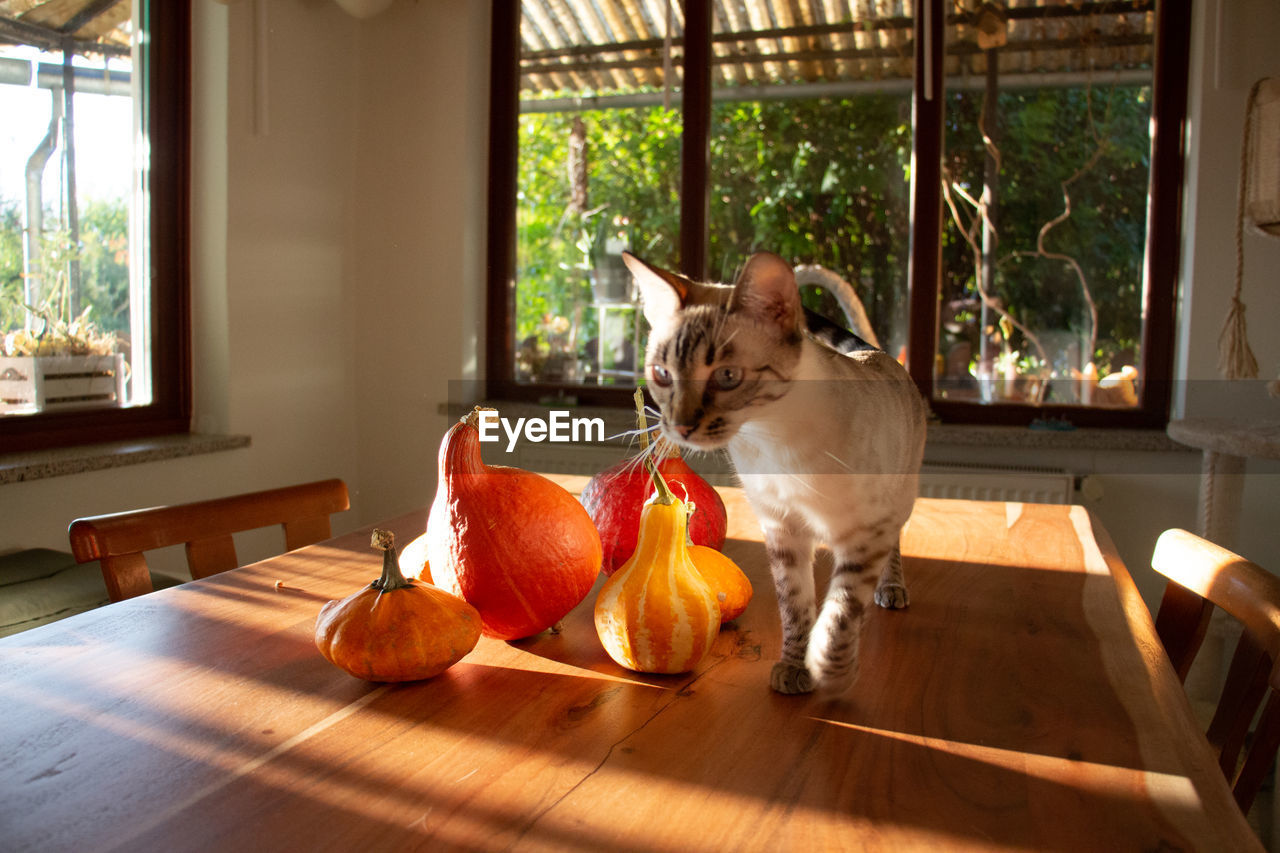 White bengal cat on a wooden table with pumpkins at home during autumn season.