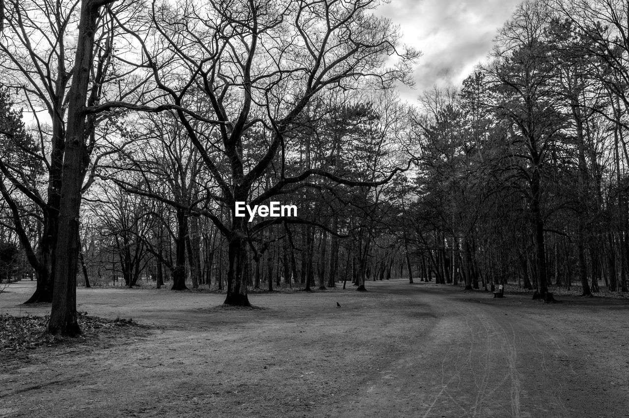 Bare trees in park against sky