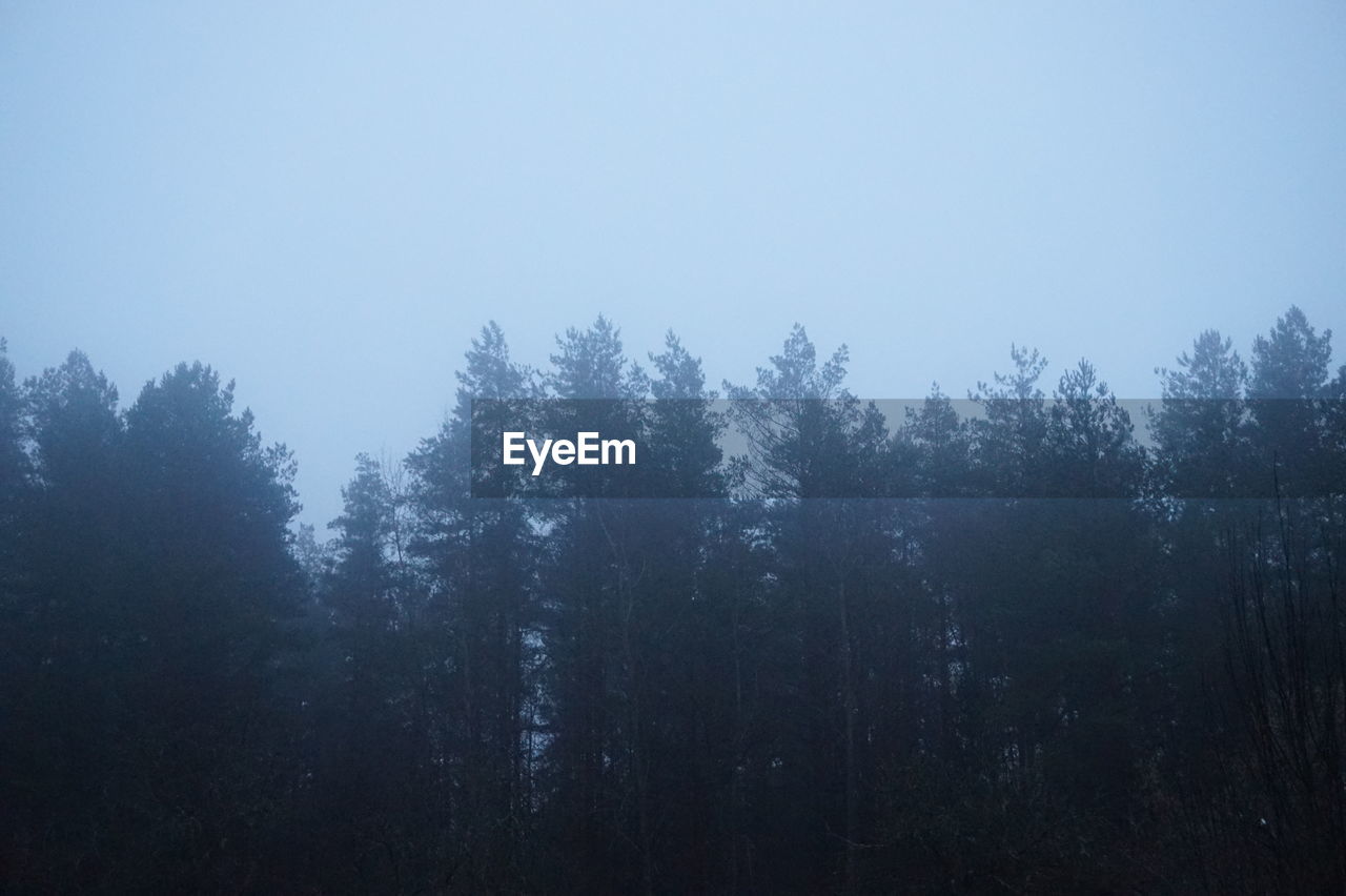 TREES IN FOREST AGAINST SKY