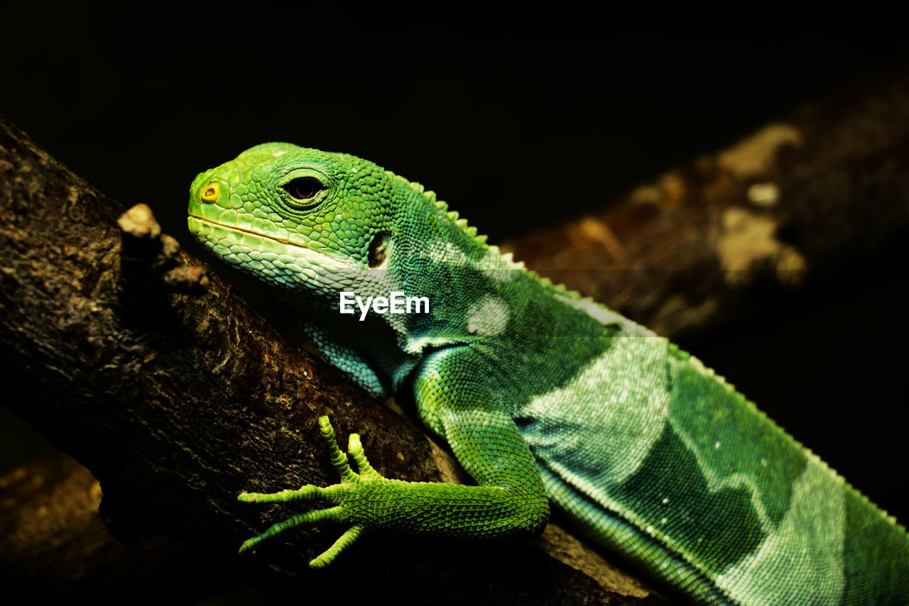 Green lizard - fiji banded iguana - brachylophus fasciatus - on a tree branch - black background