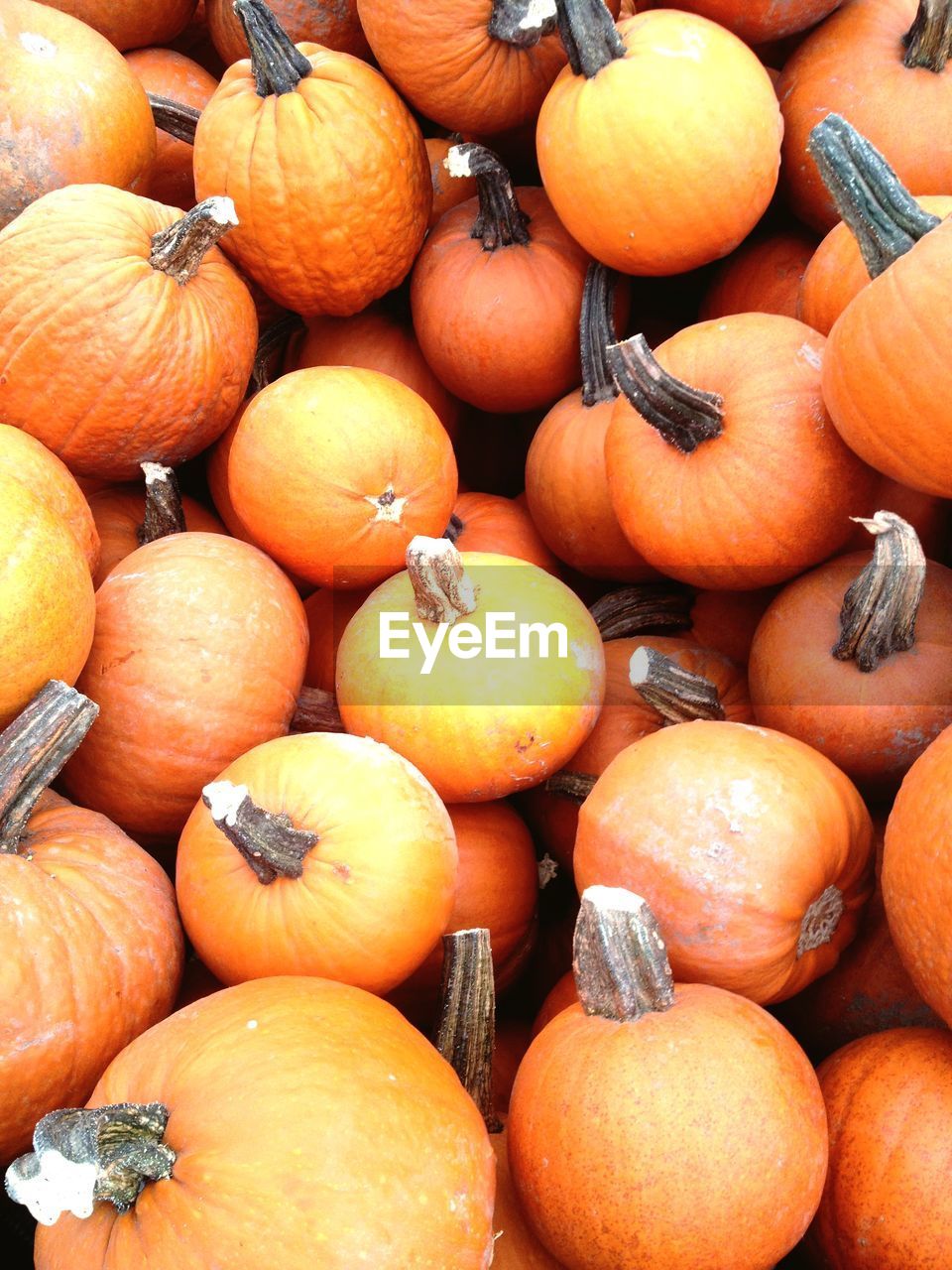 Close-up of pumpkins at market