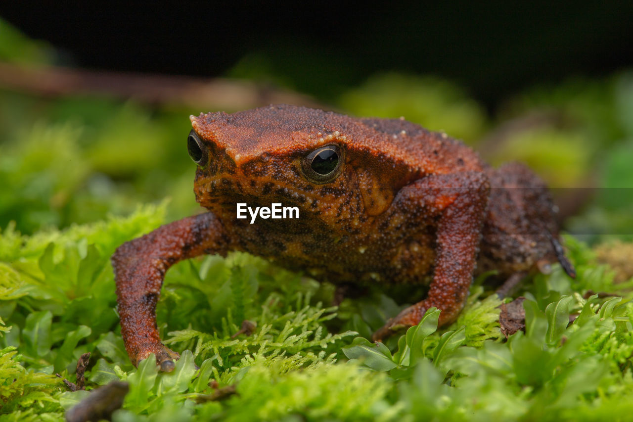 CLOSE-UP OF A LIZARD