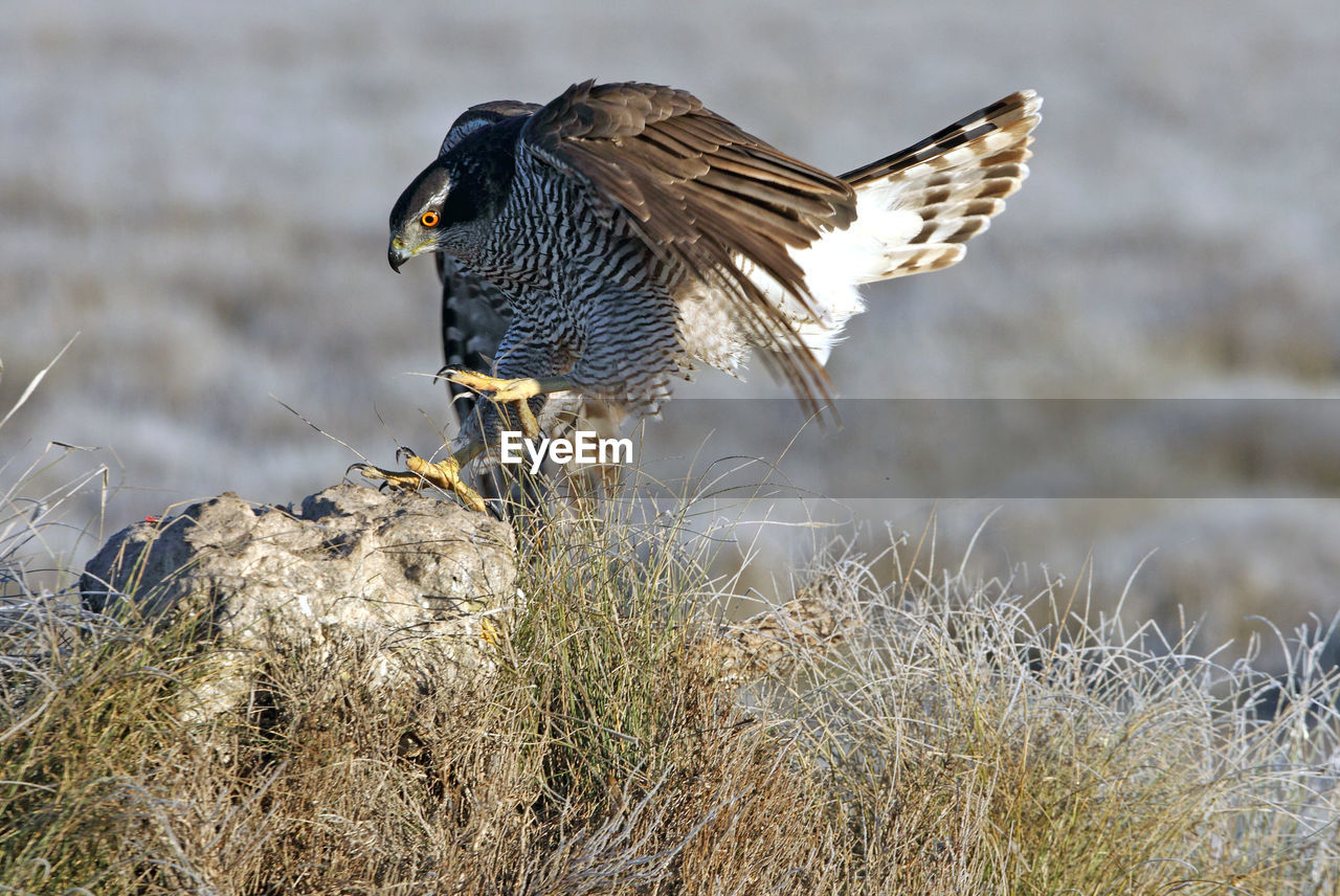 CLOSE-UP SIDE VIEW OF A BIRD FLYING OVER THE LAND