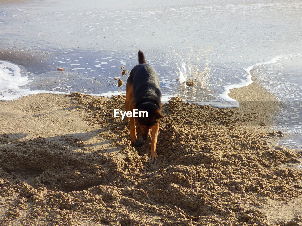 German shepherd digging in sand on sea shore