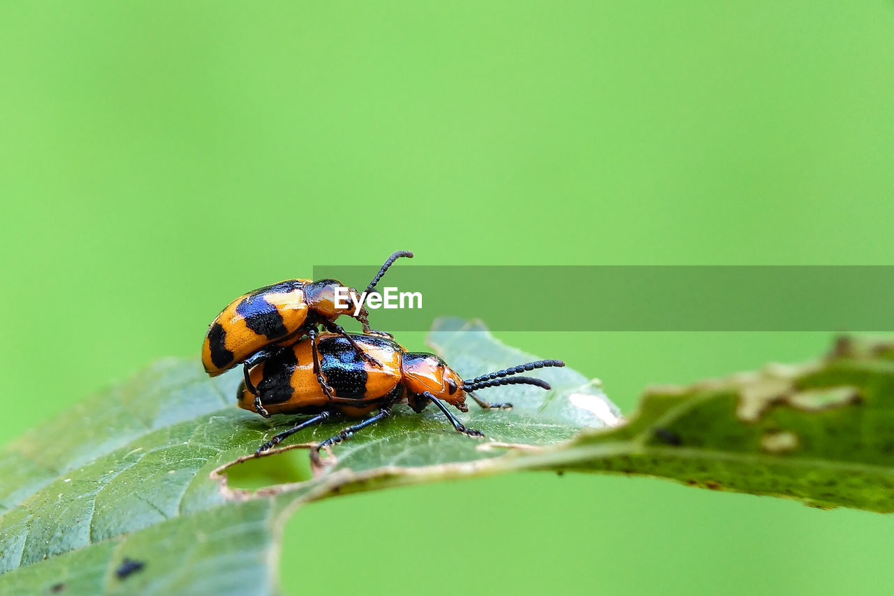 Close-up of insect on plant