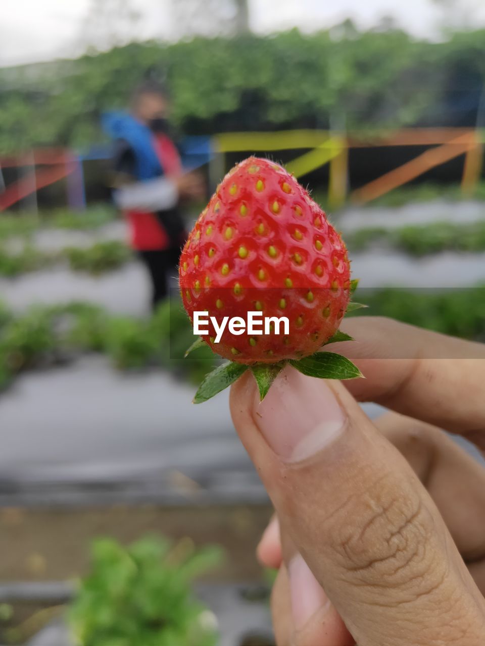 CLOSE-UP OF HAND HOLDING RED FRUIT