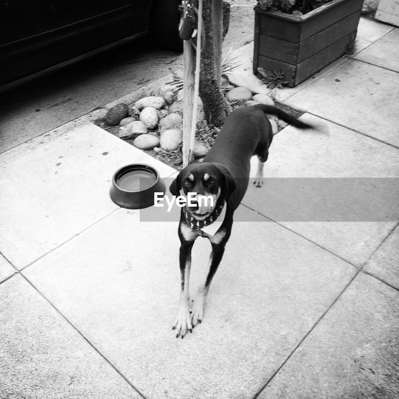 HIGH ANGLE PORTRAIT OF DOG ON FLOOR AGAINST TILED WALL