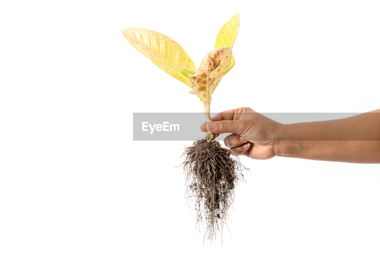 Person holding plant against white background