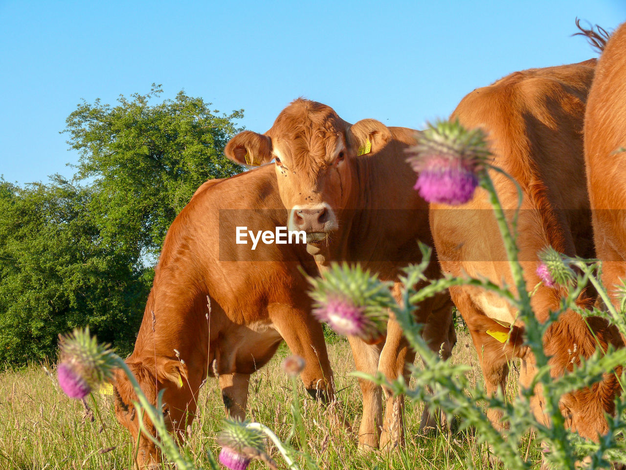 Cows in a field