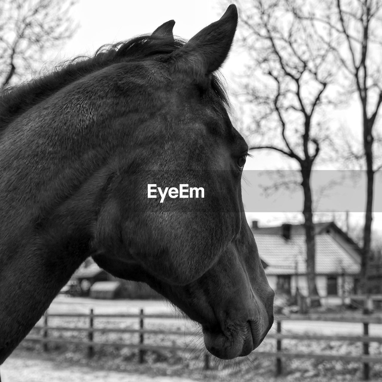 CLOSE-UP OF HORSE IN FIELD