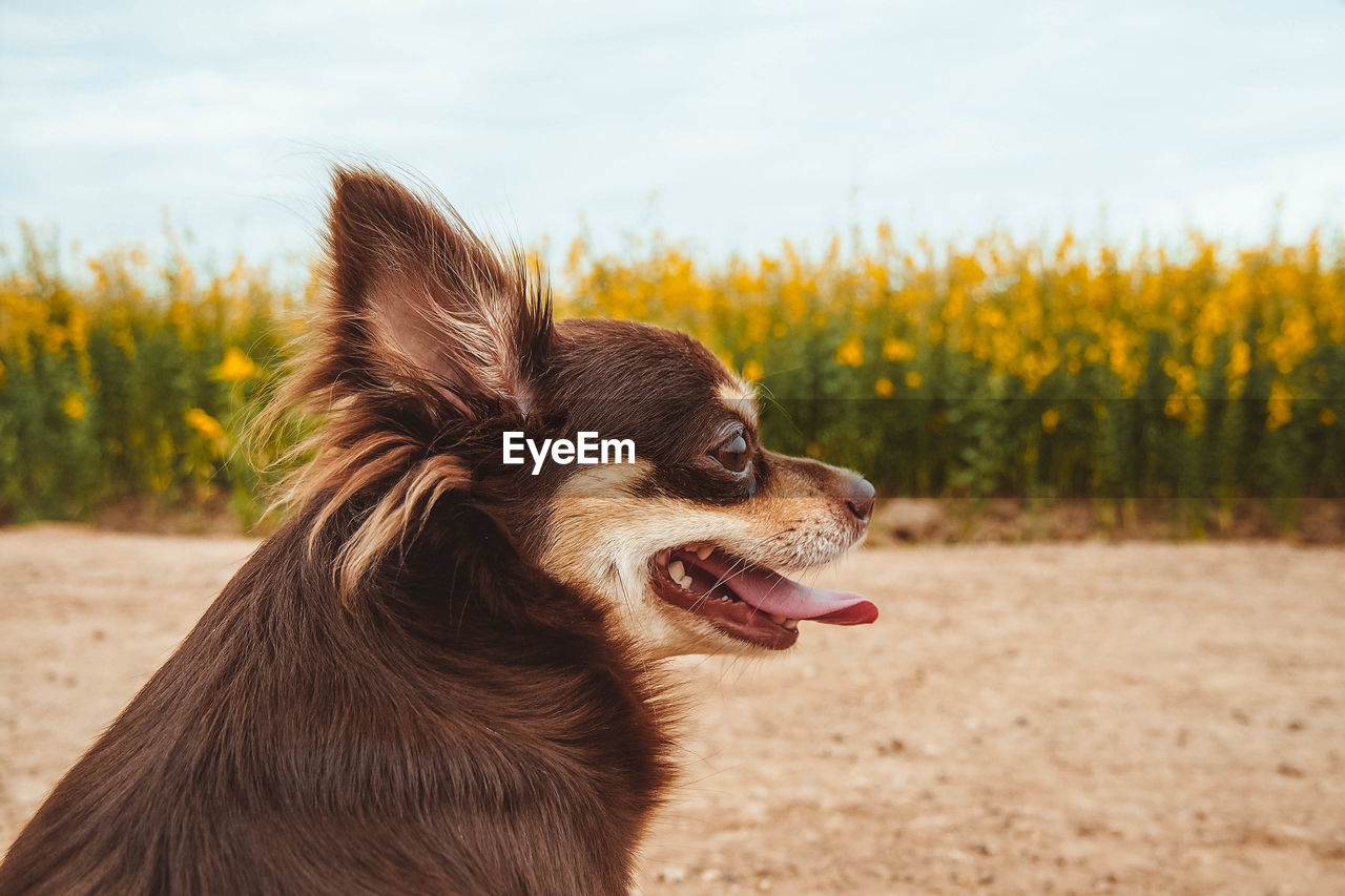 Close-up of a dog