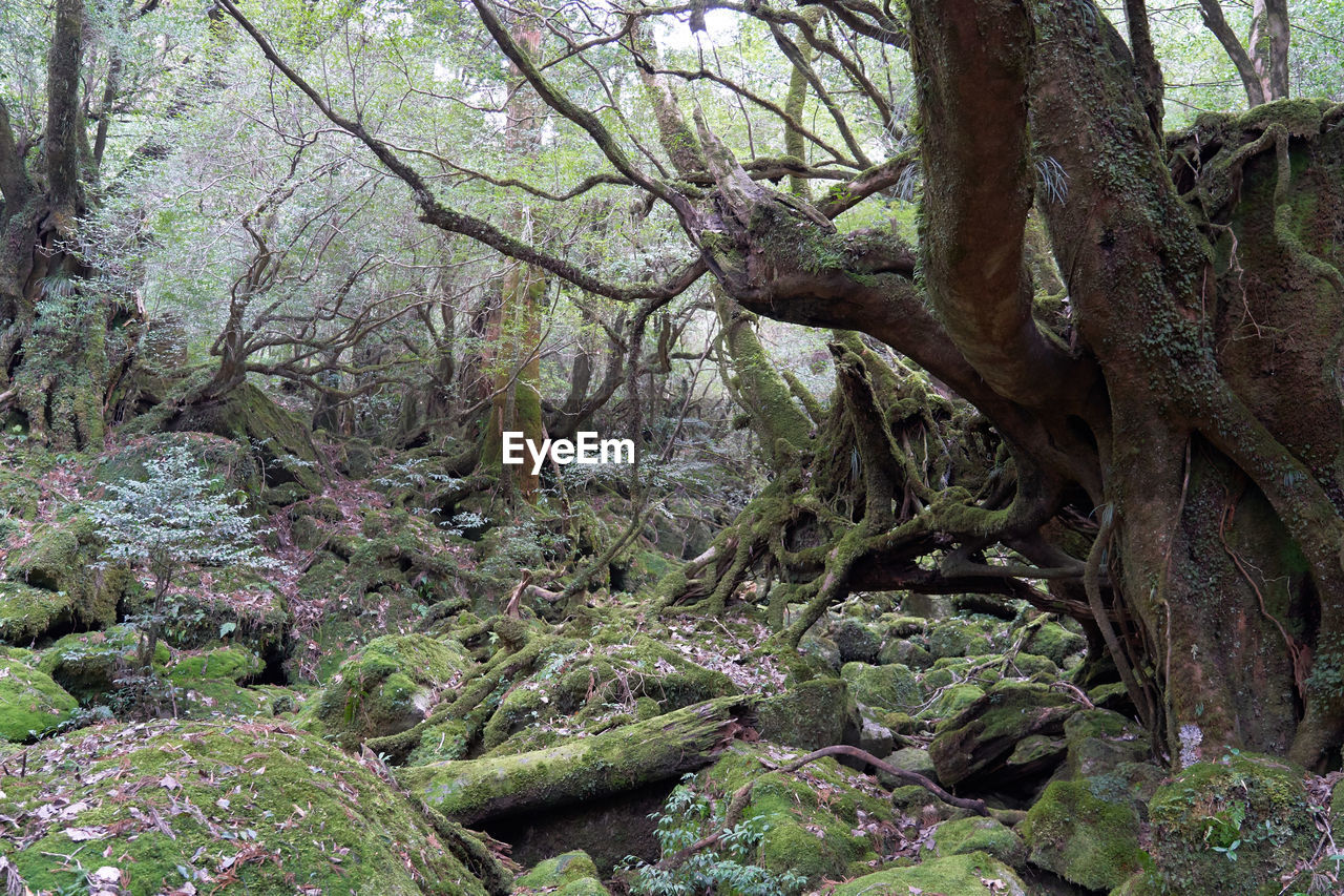 PLANTS GROWING ON TREE TRUNK