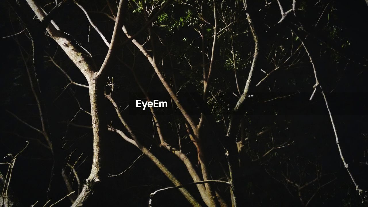 FULL FRAME SHOT OF SPIDER WEB ON TREE