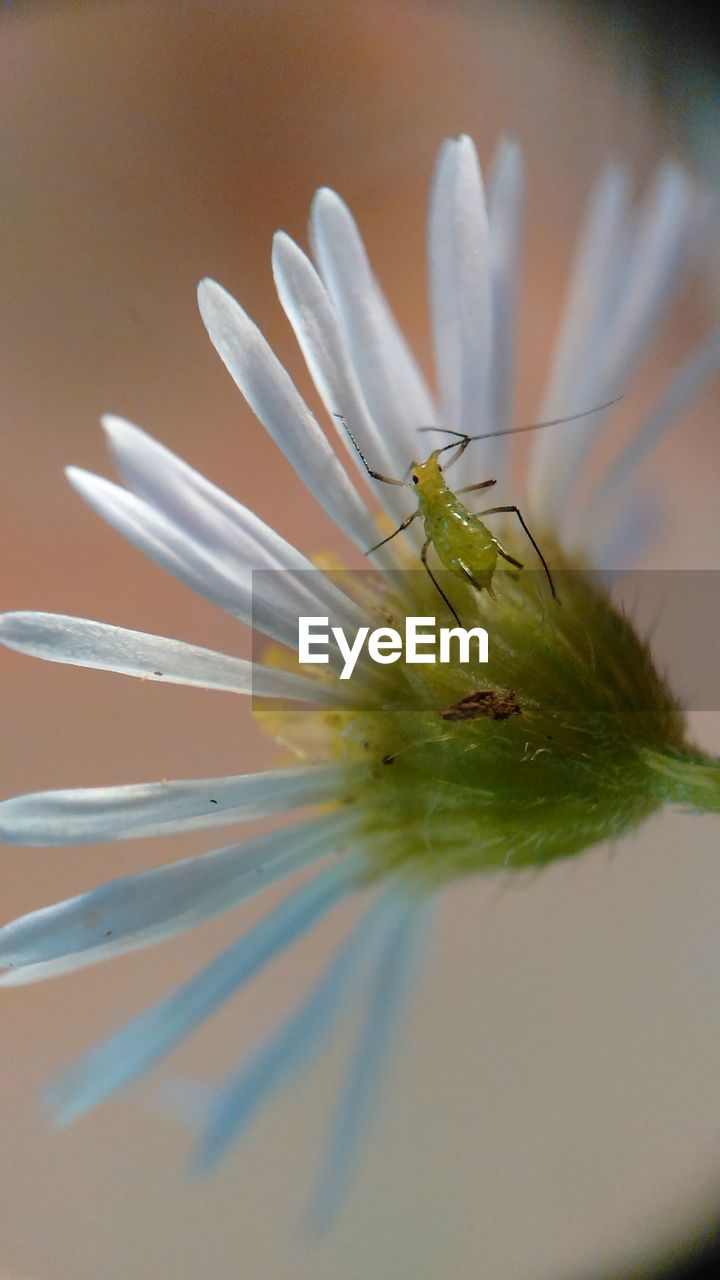 Close-up of insect on flower