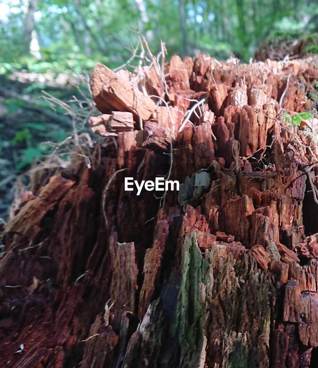 CLOSE-UP OF TREE TRUNK IN FOREST