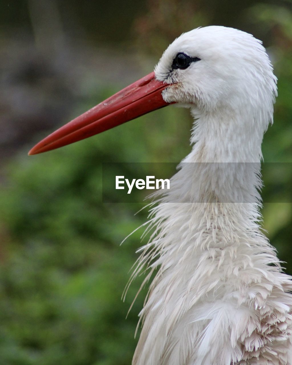 animal themes, animal, bird, one animal, animal wildlife, wildlife, beak, animal body part, white stork, stork, white, close-up, animal head, nature, ciconiiformes, focus on foreground, portrait, no people, wing, feather, outdoors