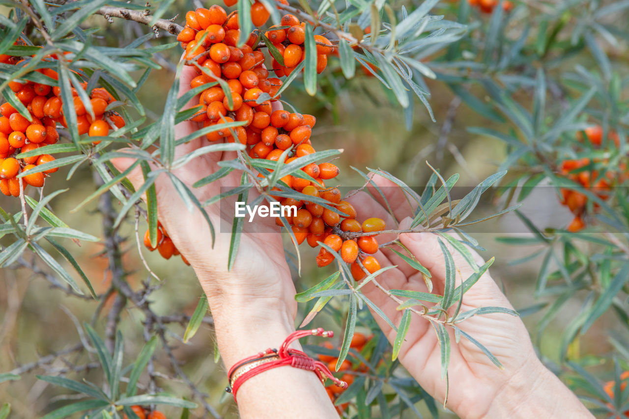Close-up of hand holding orange plant