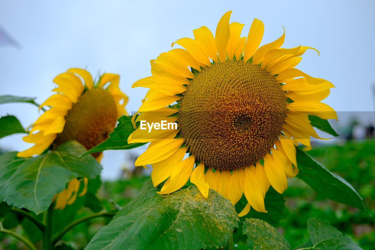 Close-up of sunflower