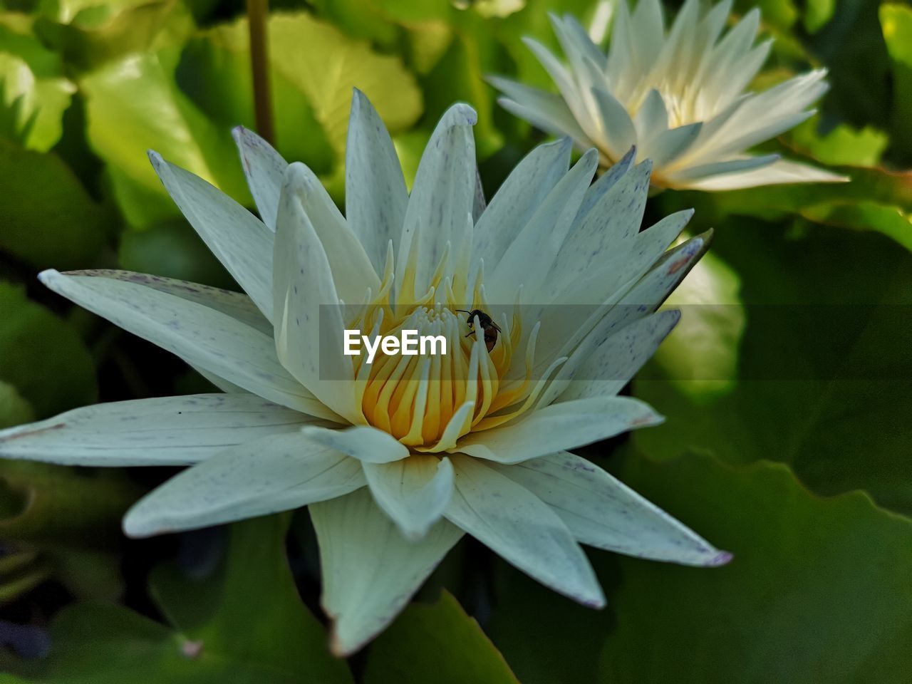 CLOSE-UP OF INSECT ON WHITE FLOWER