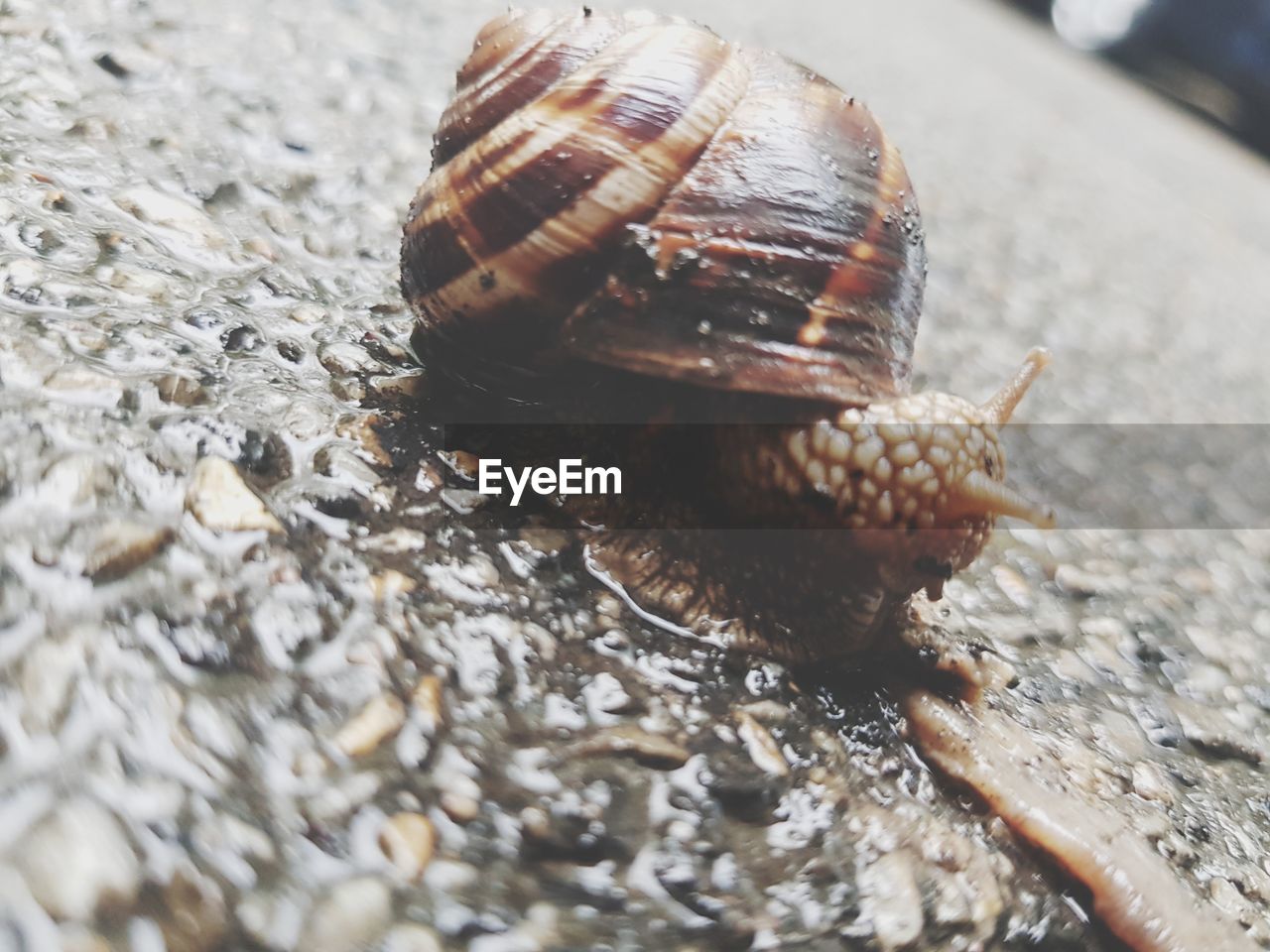 CLOSE-UP OF SNAIL ON A SURFACE