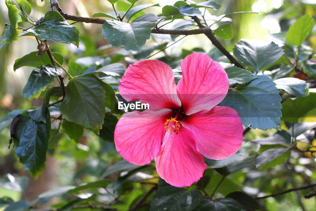 CLOSE-UP OF PINK HIBISCUS PLANT