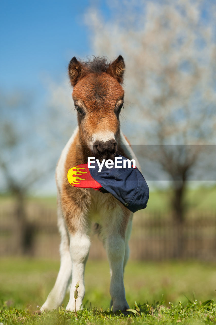 Portrait of donkey carrying cap in mouth while standing on field