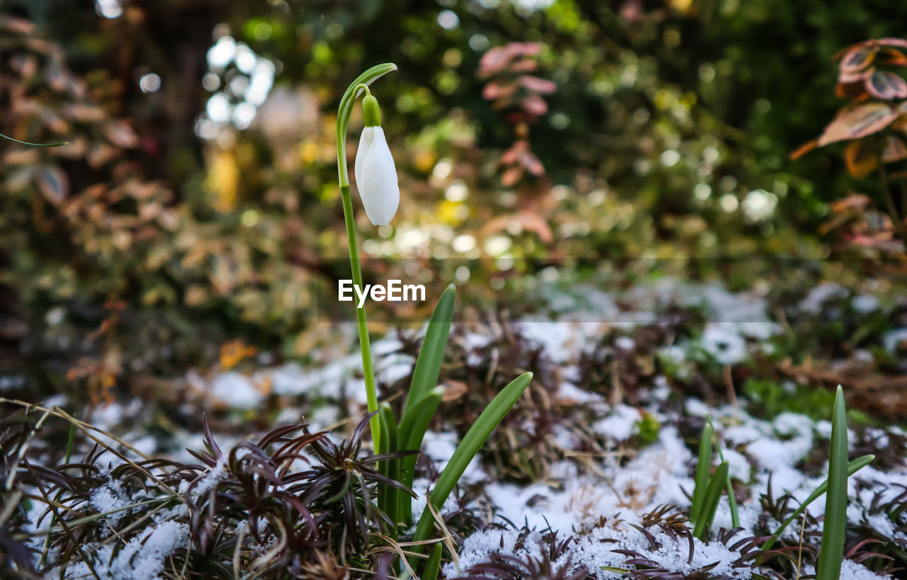 Close-up of white flower on field