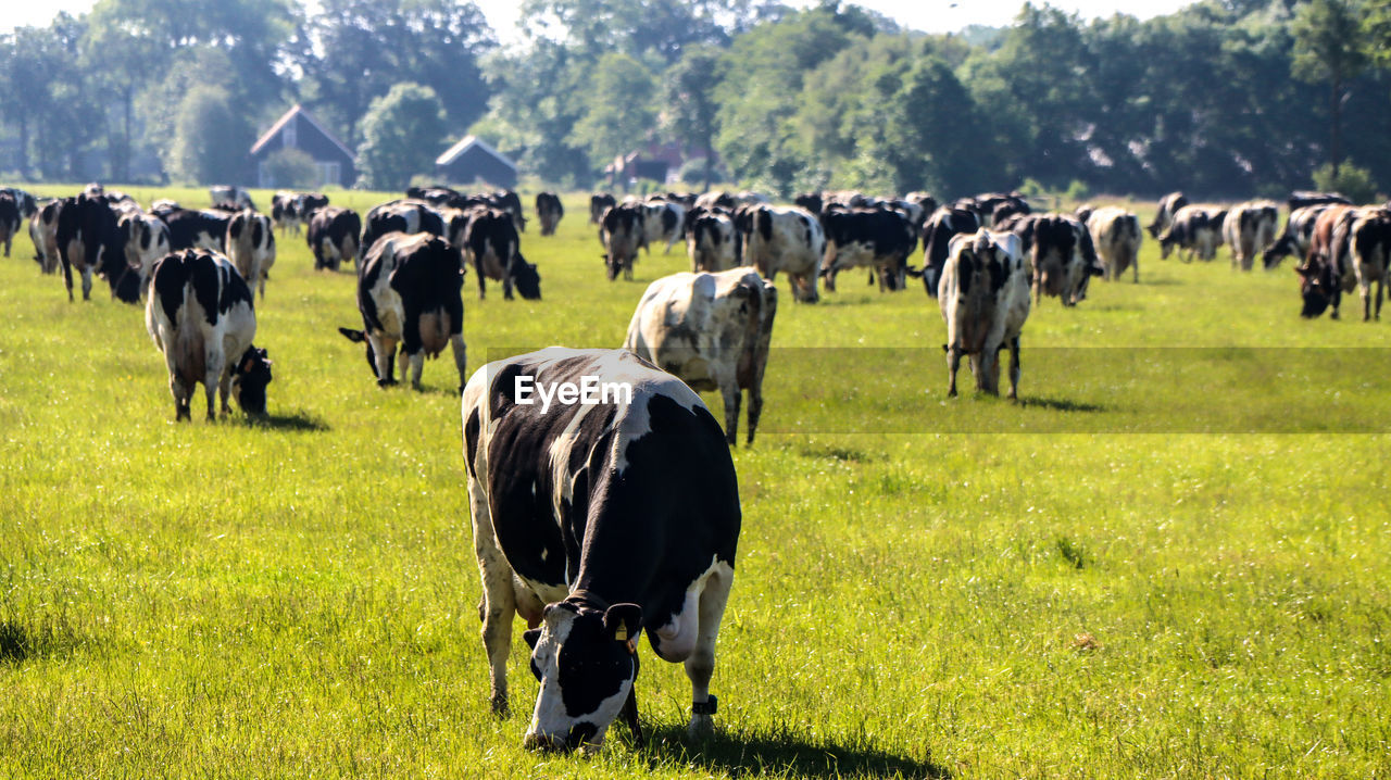 Diary farm dairy farming netherlands