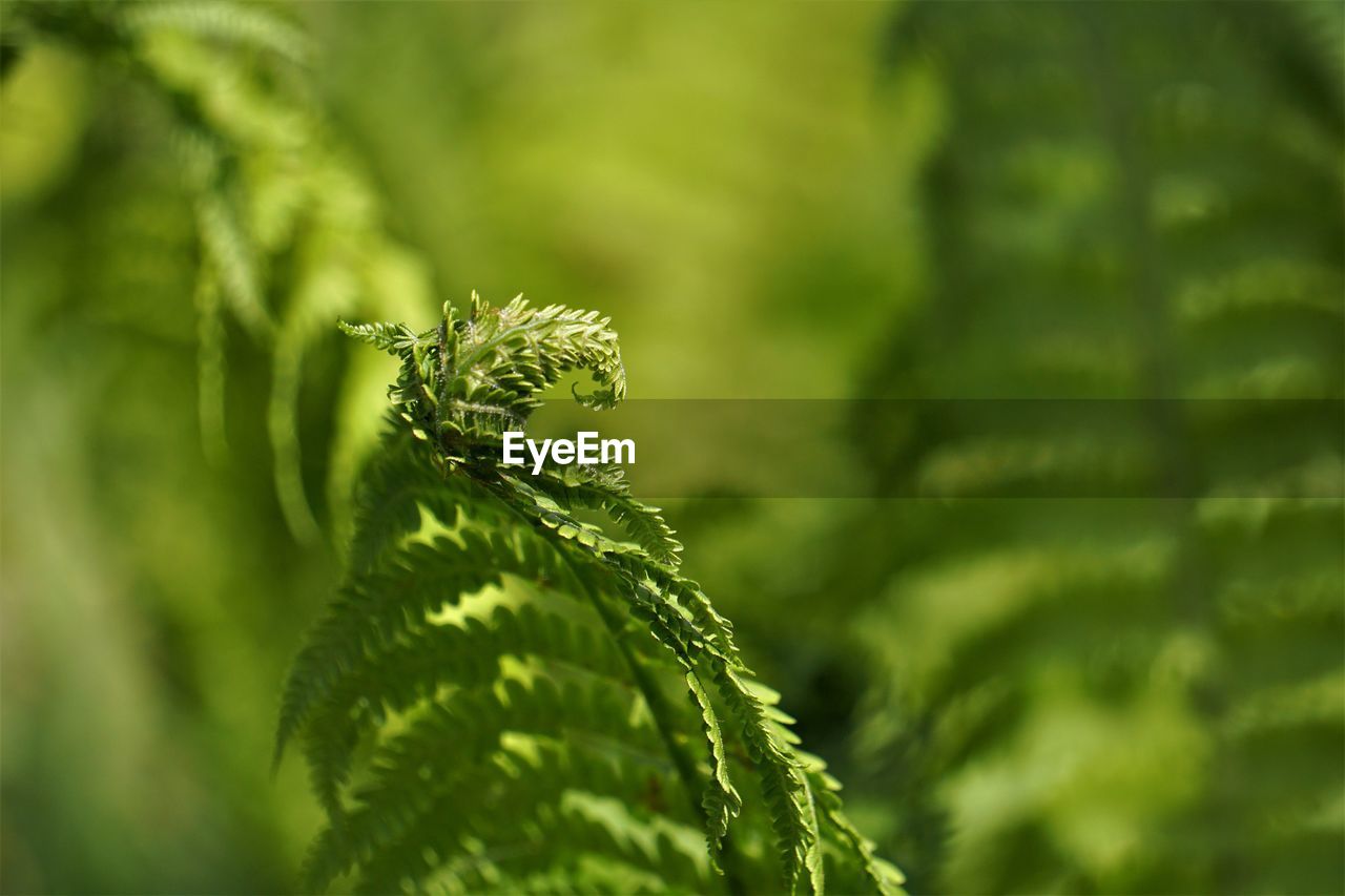 Close-up of fresh green plant