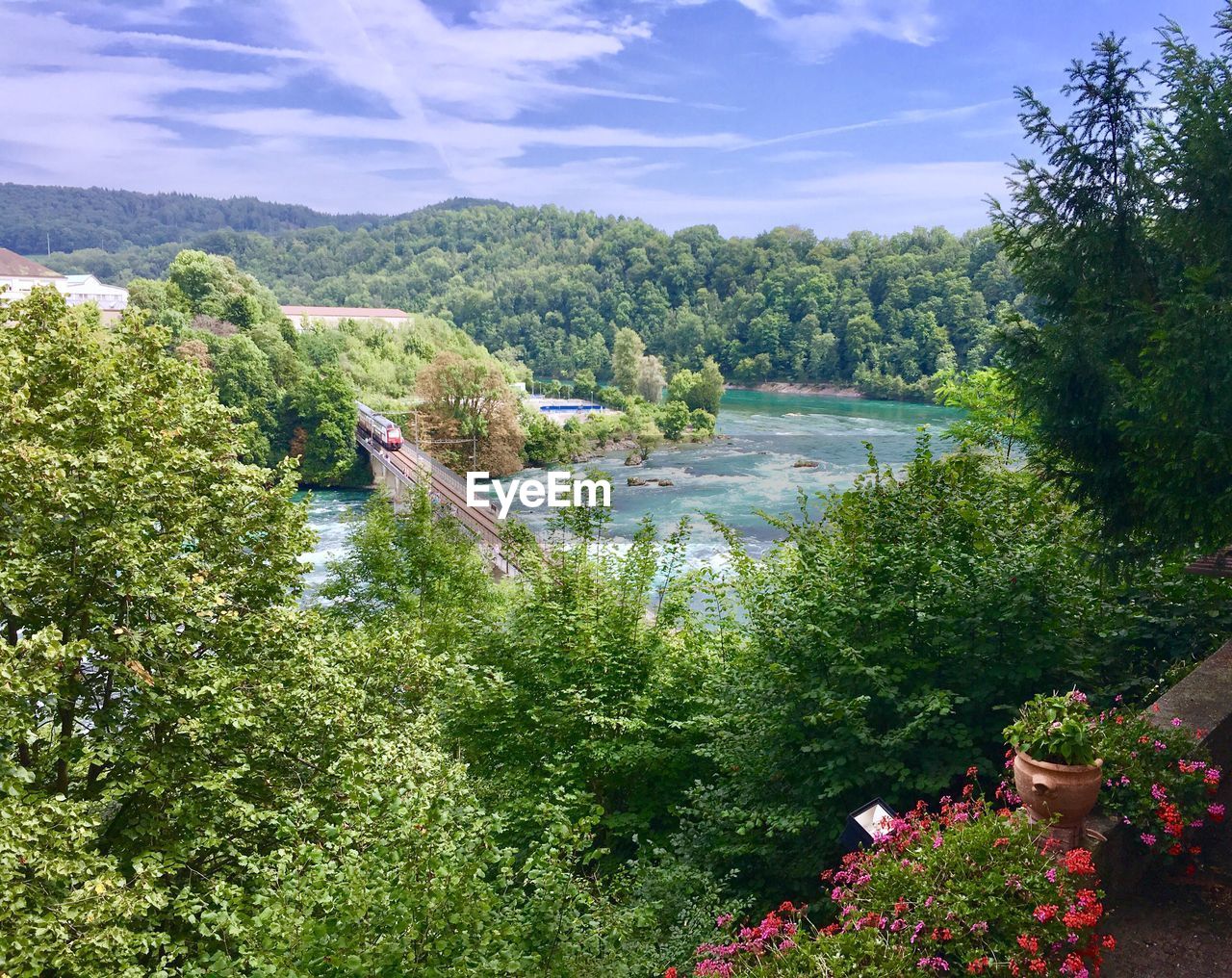 HIGH ANGLE VIEW OF TREES AND PLANTS BY LAKE