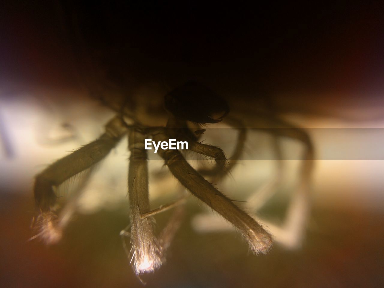 CLOSE-UP OF PLANT AGAINST BLURRED BACKGROUND